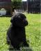 Labrador