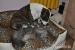 Maine Coon ostatnia kotka