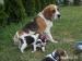 Šteniatka bigl, beagle