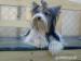 biewer yorkshire terrier