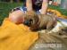 Šteniatka shar-pei