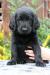 Holčička flat coated retrievera s PP