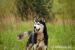 XAWERY HUSKY DO ADOPCJI