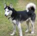  GRANT cudowny husky do adopcji