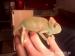 chameleon jemenský