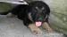 Nemecký ovčiak