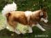 ARGO husky ideał do adopcji