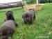 LABRADOR RETRIEVER PP