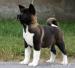 Americká akita