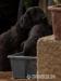 Flat coated retriever s PP