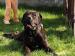 Bandog