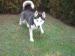 Kúpim fenku Sibírsky Husky NESTERILIZOVANÚ 6-7 mes