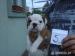 buldog
