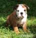 Anglický buldok, English Bulldog, buldog