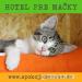 Hotel pre mačky v Bratislave