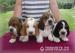 Basset hound