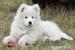 Samojed