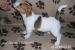 Šteniatka Jack Russel Teriér s PP
