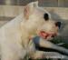 Szczenięta Dogo Argentino FCI