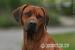 Štěňata Rhodéský ridgeback s PP