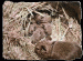 Osmák degu
