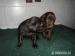 Flat Coated Retriever