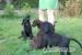 Flat coated retriever - FCR štěňátka