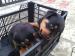 Rotvajler rottweiler šteniatka