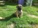 Bullmastiff