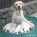 Labradorský retriever s PP