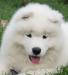 Samojed - poslední volný klučík s PP