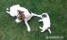 Jack russel