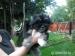 Bichon