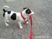 Jack Russel Teriér