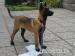 belgicky ovcak malinois
