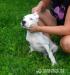 argentínska doga, dogo argentino