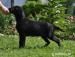 Flat coated retriever s PP