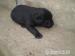 Labrador