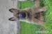Belgický ovčiak - Malinois