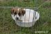 Jack Russel teriér - hladký kluk s PP