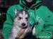 Sibírsky husky - šteniatka