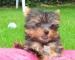 Yorkshire terrier s PP 