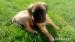 BULLMASTIFF Ihned k odběru