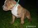 AMERICAN BULLY