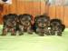Yorkshire terrier s PP 