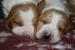 basset
