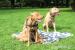 Predam steniatka Pitbull Rednose