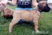 BULLMASTIFF Ihned k odběru