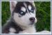 Sibírsky husky