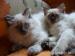 Koty syberyjskie neva masqarade rodowodowe 